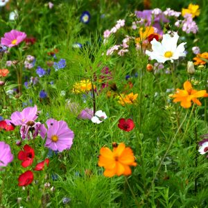 Bienenstocklufttherapie
