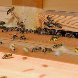 Bienenstocklufttherapie