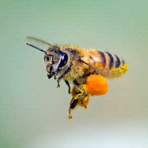 Bienenstocklufttherapie