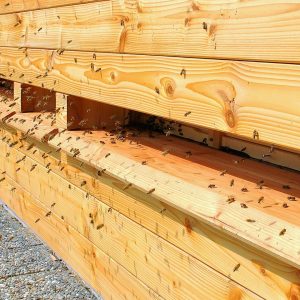 Bienenstocklufttherapie