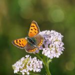 Faszination Schmetterlinge