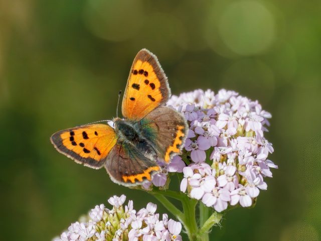 Faszination Schmetterlinge