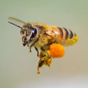 Bienenstocklufttherapie