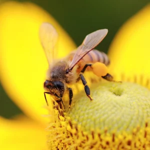 Bienenstocklufttherapie