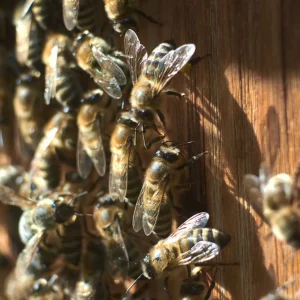Bienenstocklufttherapie